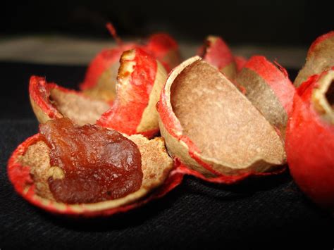 KULANGOT (Tagalog).